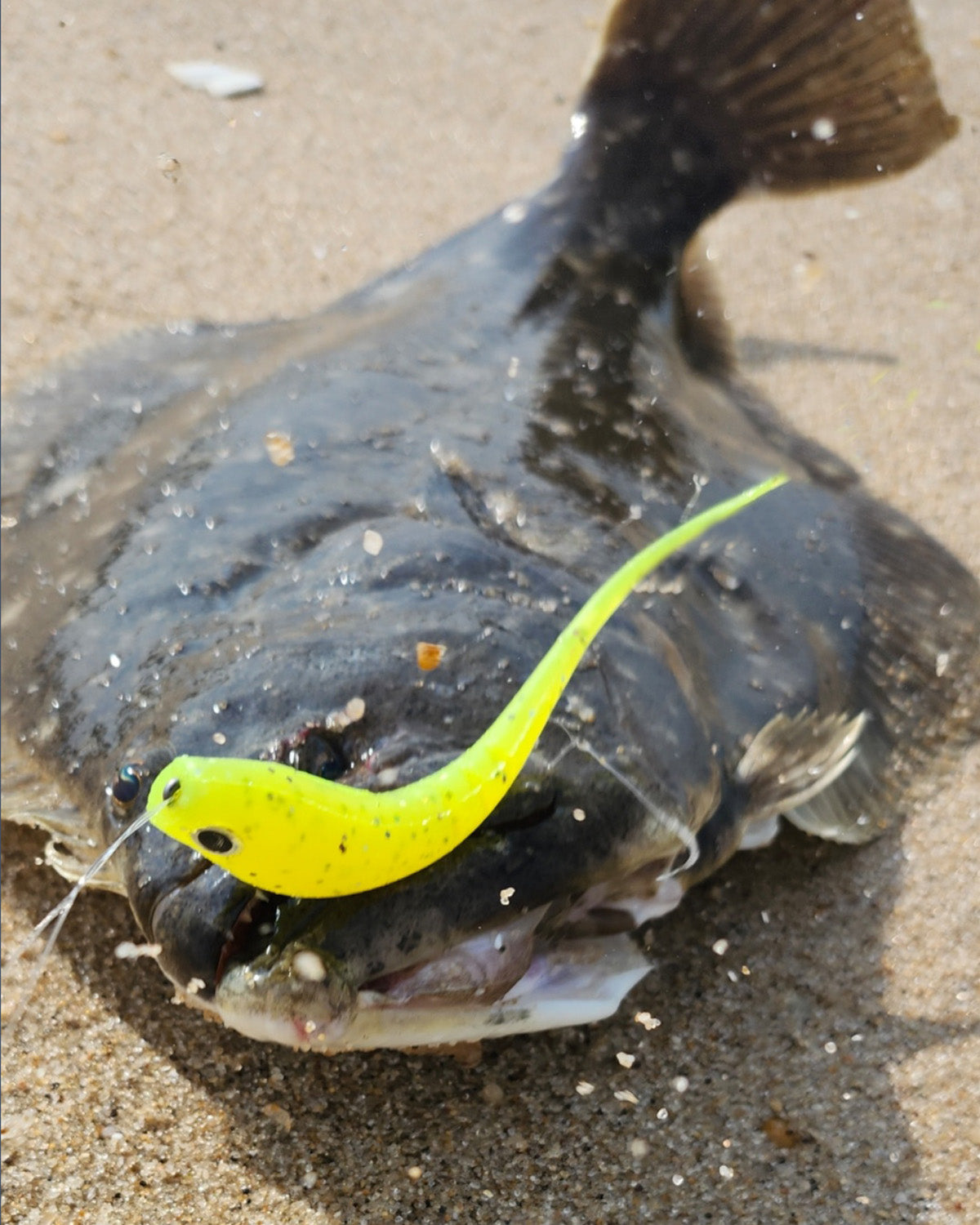 Bluff Lures Sea Funk 2" Straight Tail (5 Pack)