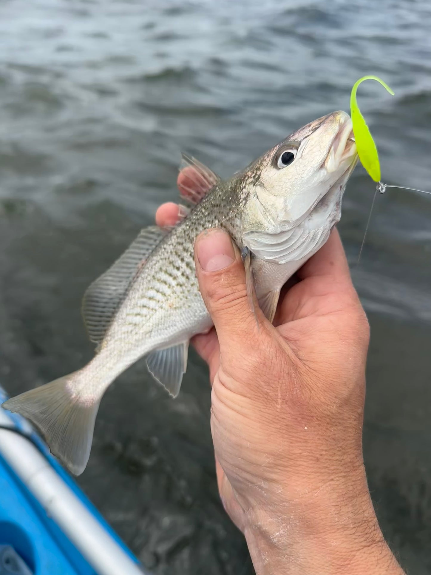 Bluff Lures Sea Funk 2" Straight Tail (5 Pack)